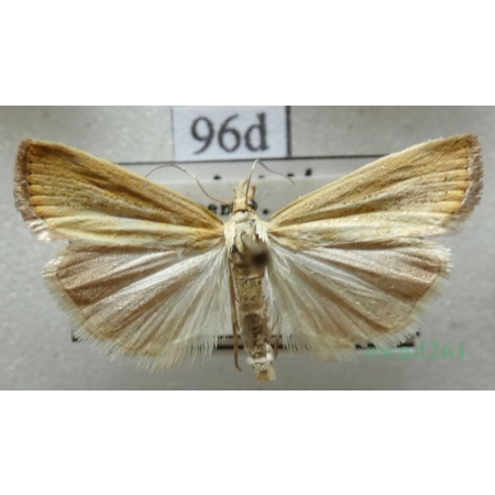 Agriphila straminella (Denis & Schiffermüller, 1775) Wachlarzyk słomkowy Czech96d